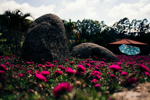 Free stock photo of beautiful, beautiful flowers, brasil Stock Photo