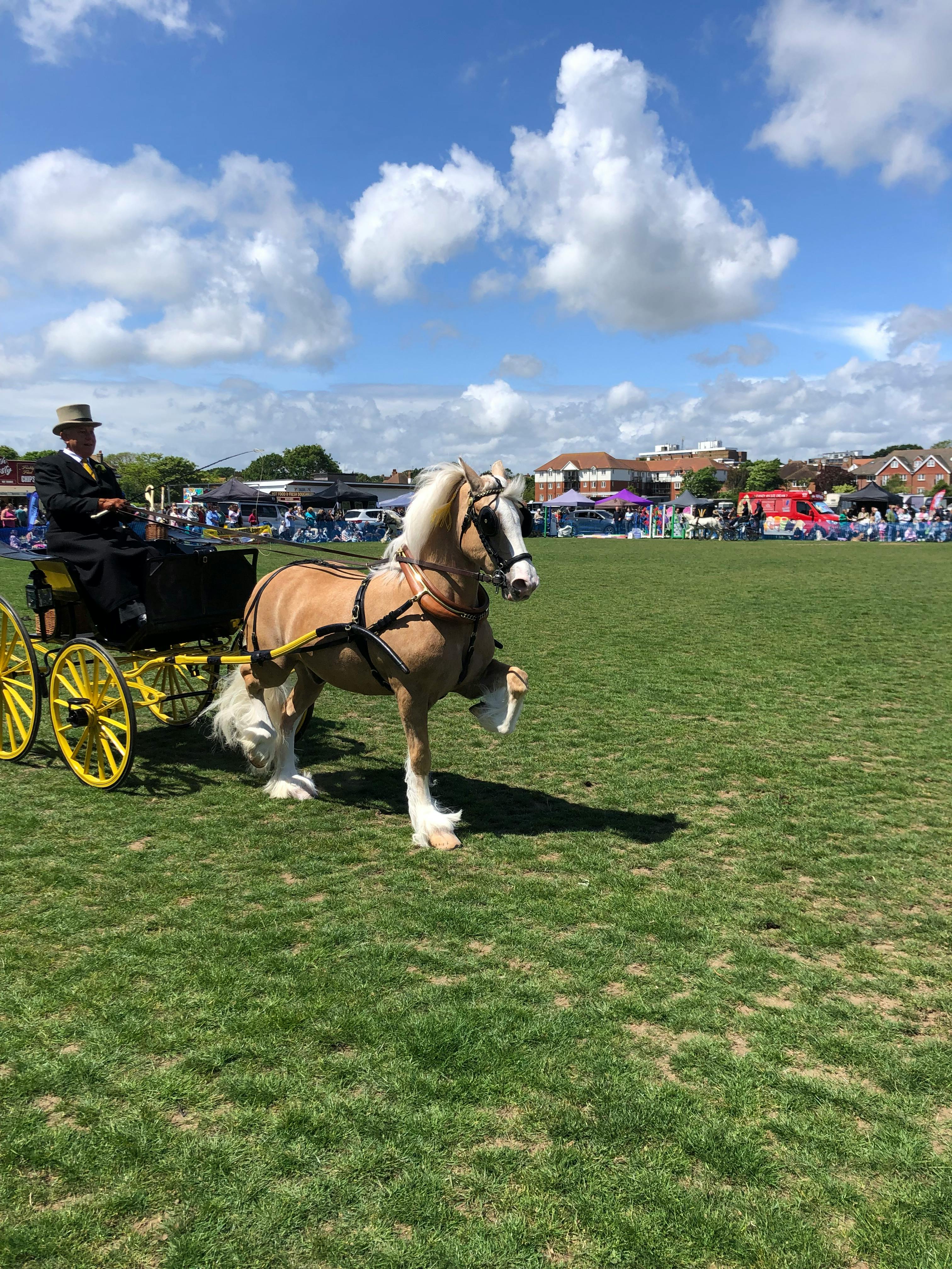A refined horse collared to a yellow carriage in a lively outdoor festival setting.
