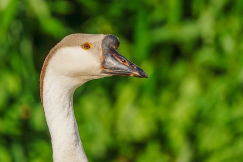 Free Detailed view of a Swan Goose with green foliage background, showcasing its profile. Stock Photo