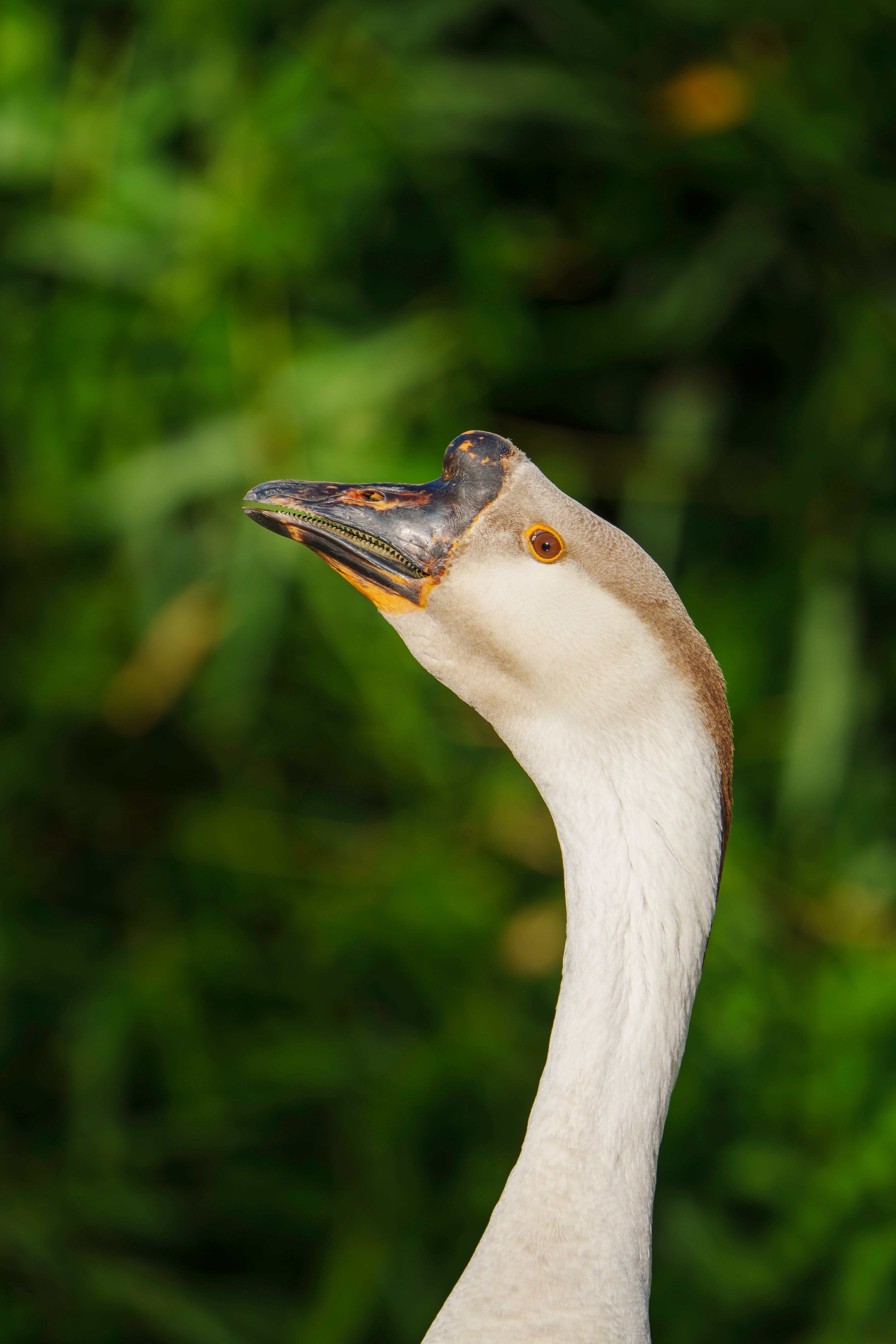 Close-Up Portrait of a Majestic Goose in Nature · Free Stock Photo