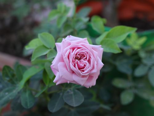 Free Close-up of a vibrant pink rose blooming amidst lush green leaves in Dhari, Gujarat. Stock Photo