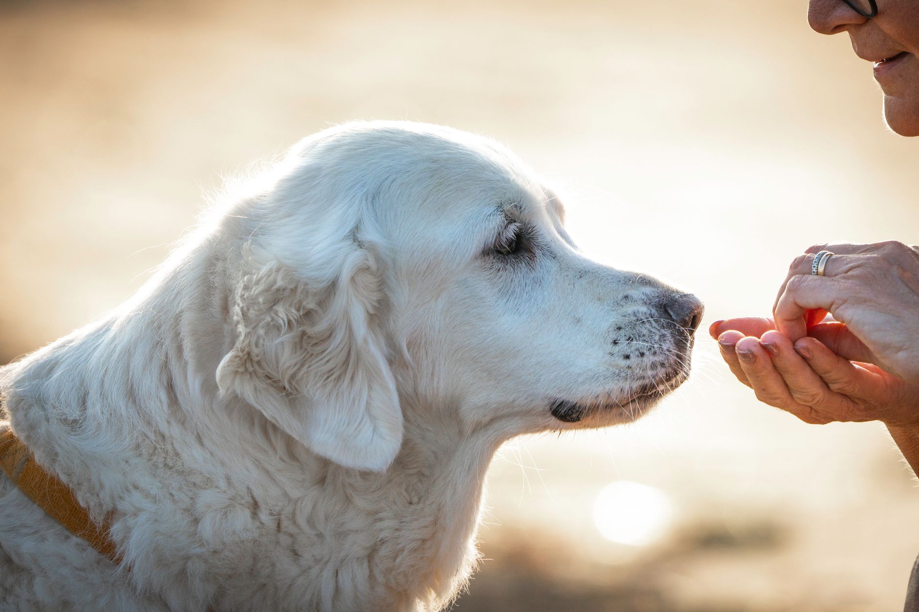 Dog Food for Sensitive Stomachs vs Allergies (2026) – Expert Picks to Soothe and Nourish Your Pup