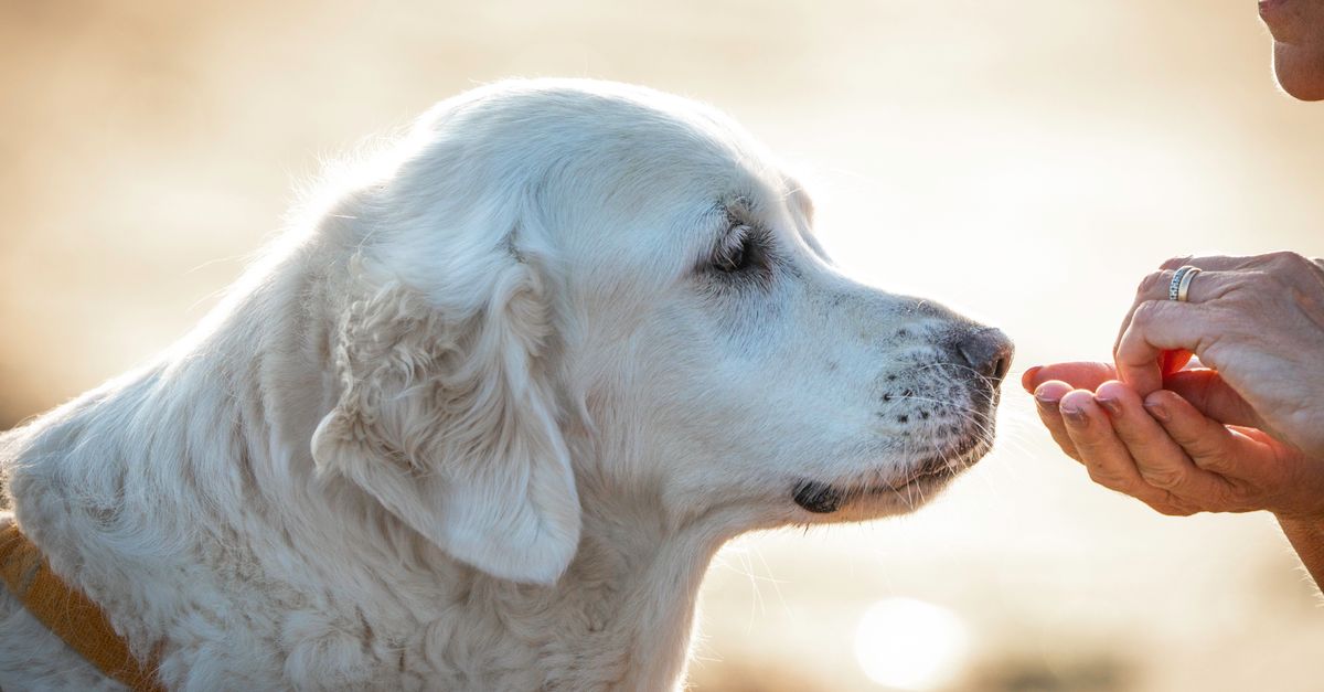 5 conseils pour améliorer la qualité de vie des animaux vieux
