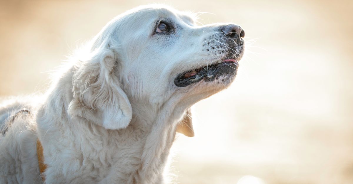 Comment reconnaître les besoins spécifiques des animaux âgés