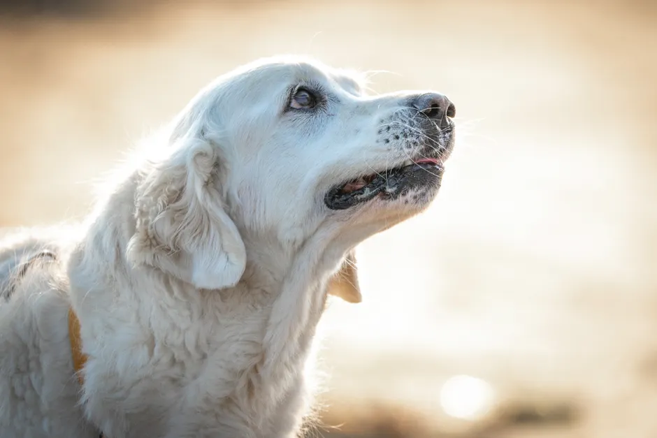 senior dog joint supplements