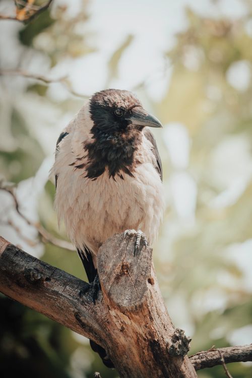 Free Close-up of a Hooded Crow perched on a branch in a natural setting. Stock Photo