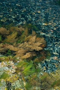 green seaweed codium underwater