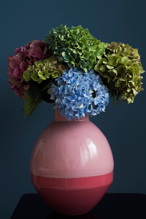 Free Colorful hydrangea flowers in a glossy pink vase against a deep blue background. Stock Photo