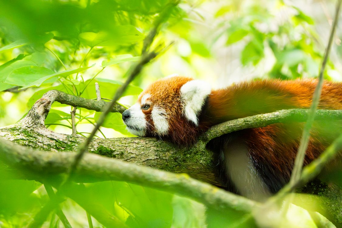 Red Panda Resting on Tree Branch in Forest · Free Stock Photo