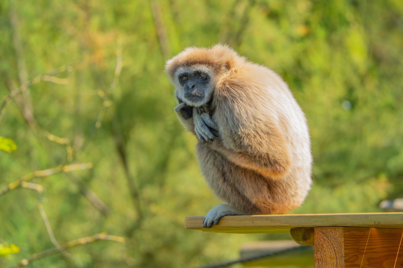 a gibbon monkey sits attentively on a wooden rail surrounded by lush g