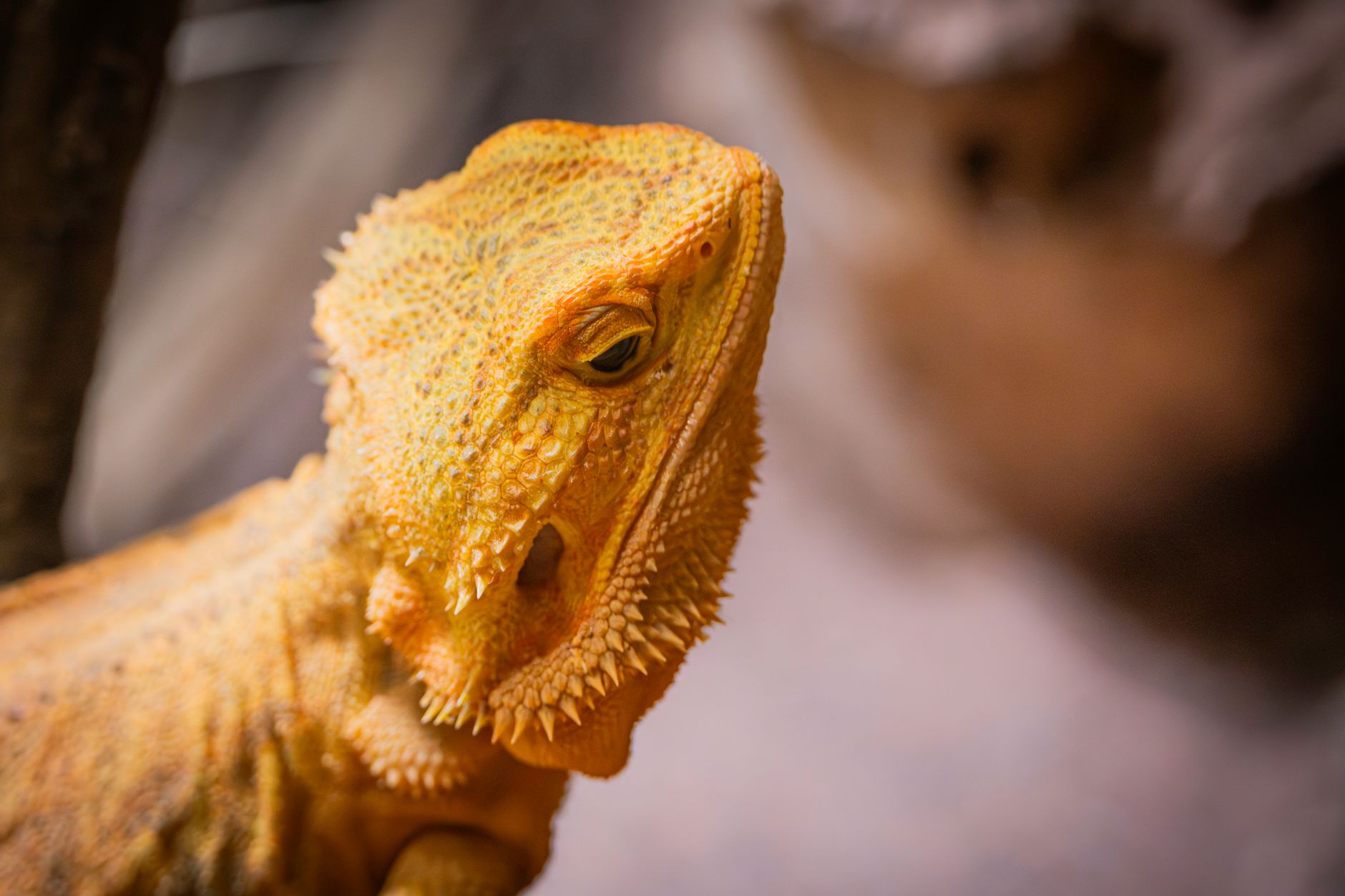 best substrate for bearded dragon tank