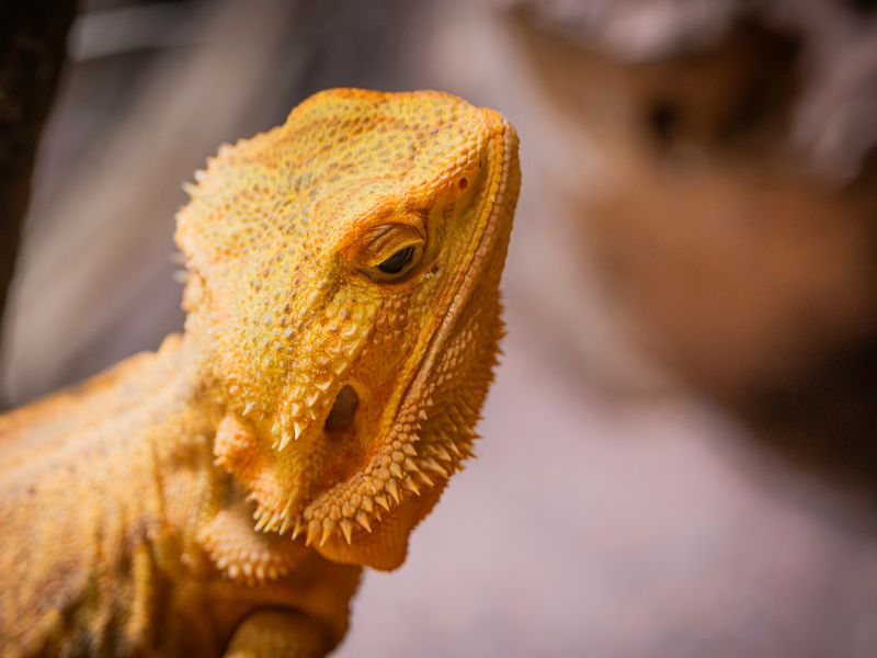 Central Bearded Dragon β CB 2024 pair (1.1), 6 months
