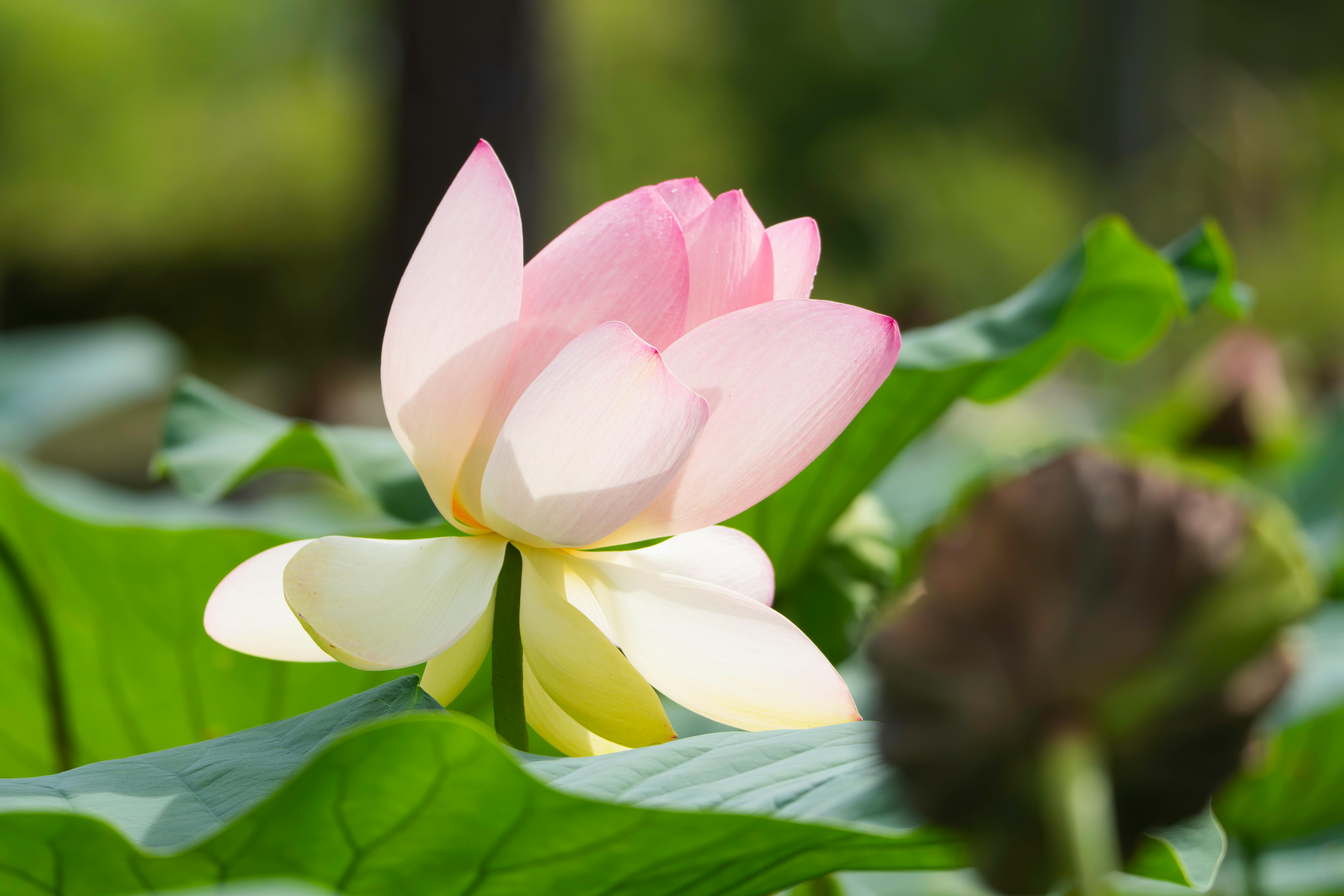 serene landscape meditation