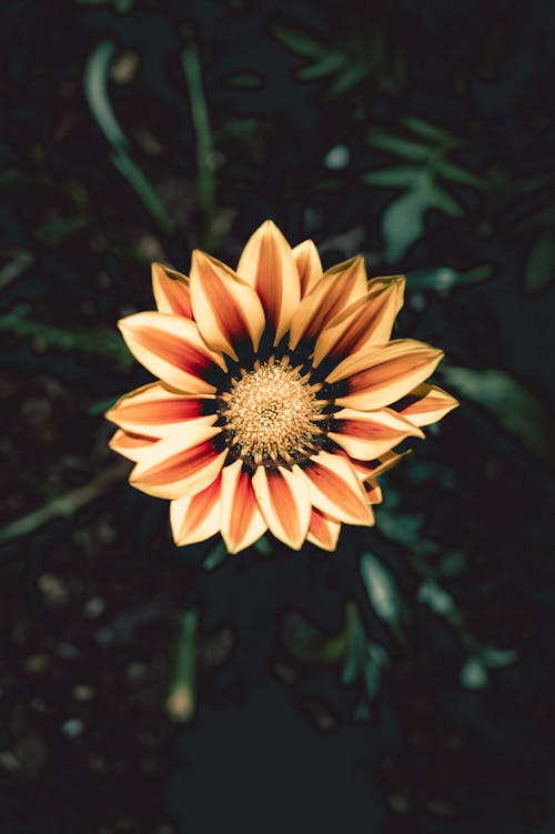 Orange and Yellow Flower in Tilt Shift Lens