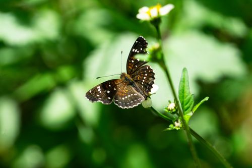 Free A detailed image of a butterfly with open wings perched on a leaf in nature. Stock Photo