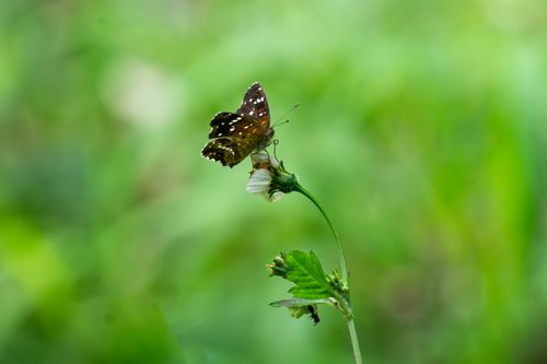 Free Butterfly Stock Photo