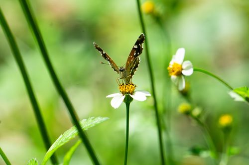 Free Butterfly 2 Stock Photo