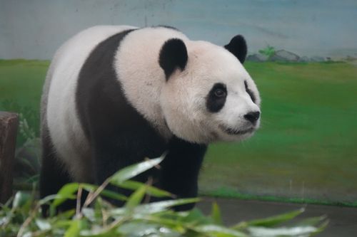 Free Captivating shot of a giant panda in a lush, green setting, showcasing its natural beauty. Stock Photo