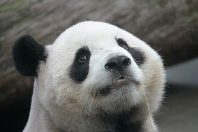 Giant Panda Habitat Loss Why It Matters For Conservation giant-panda-habitat-loss-why-it-matters-for-conservation