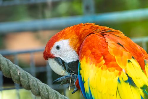 Free Colorful close-up of a Scarlet Macaw displaying vibrant plumage indoors. Stock Photo