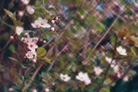 Blossoming Cherry Blossoms in Spring Garden