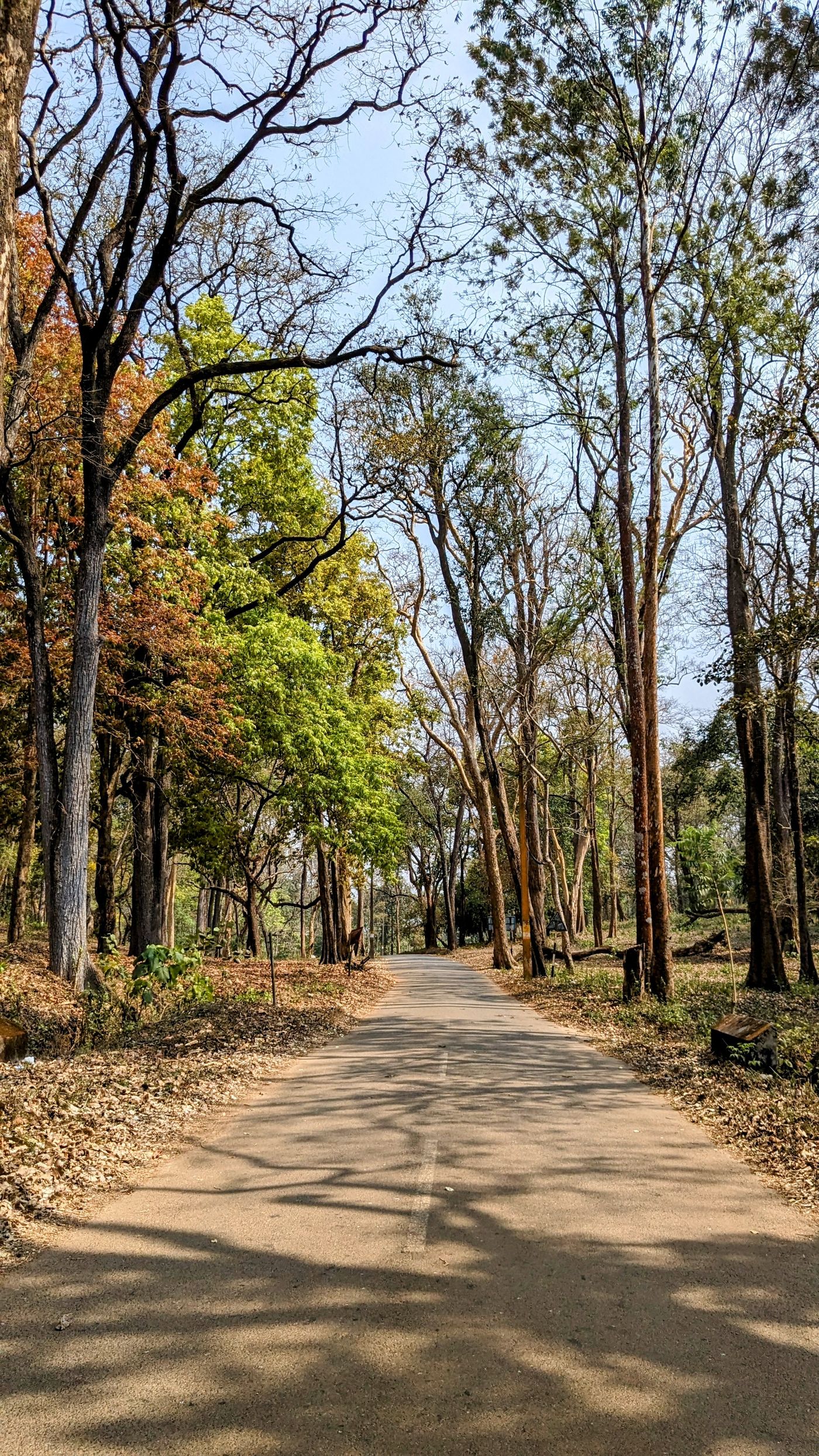 Road running through tall deciduous forest — Munnar, representative image