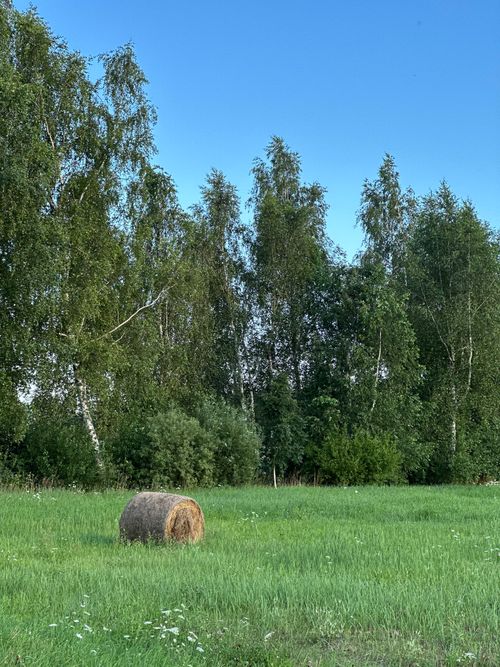 Free Tranquil scene of a hay bale in a lush green meadow with birch trees under a blue sky. Stock Photo