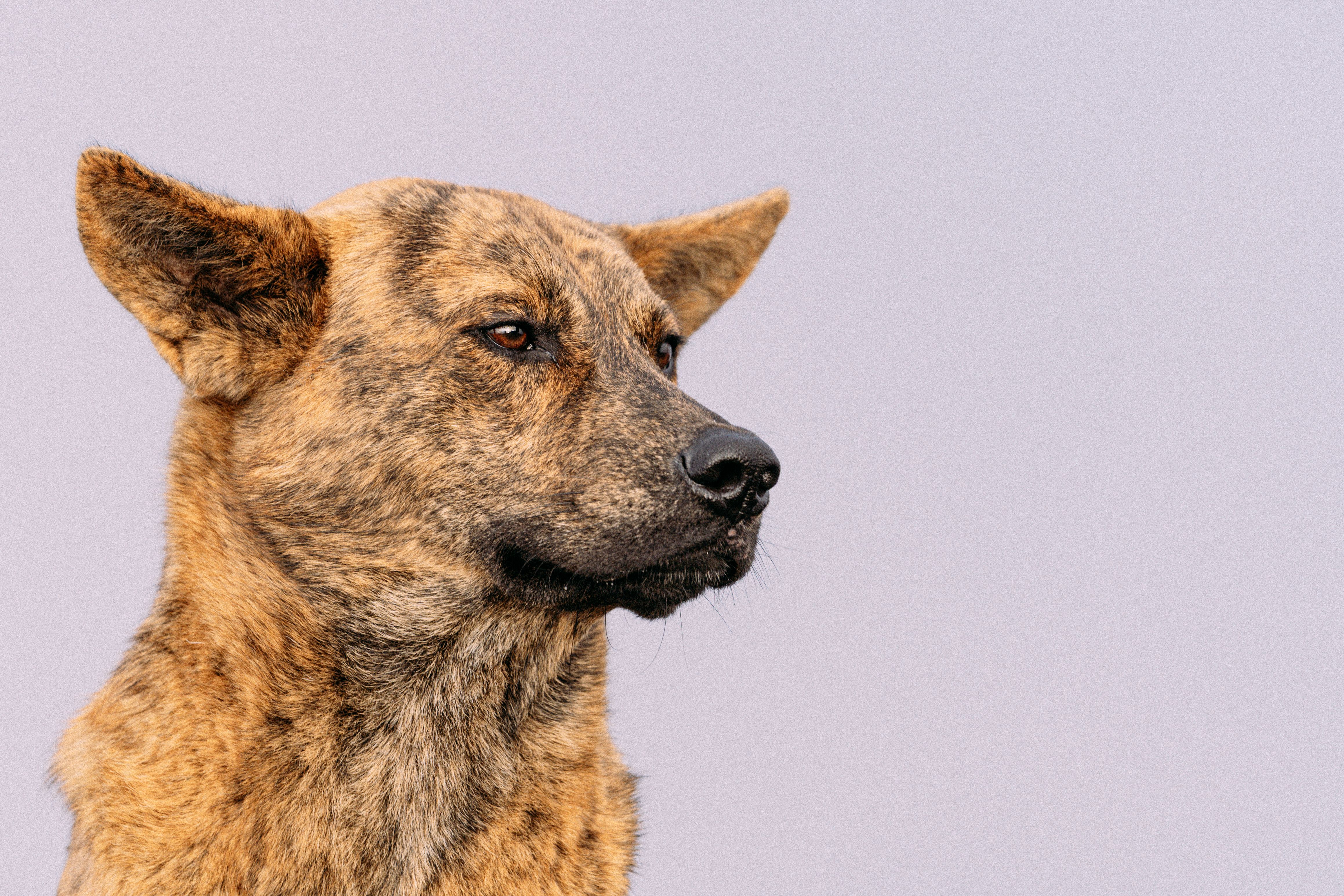 pet technology pet refine technology — Photo by Edu Raw on Pexels