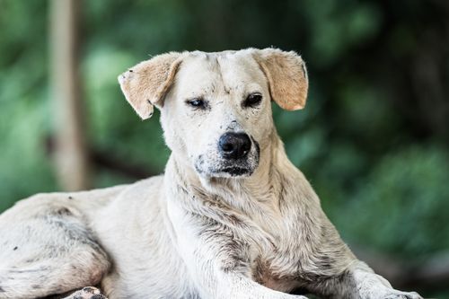 Free A calm dog resting in the serene greenery of El Salvador's outdoors, capturing a moment of peaceful stillness. Stock Photo