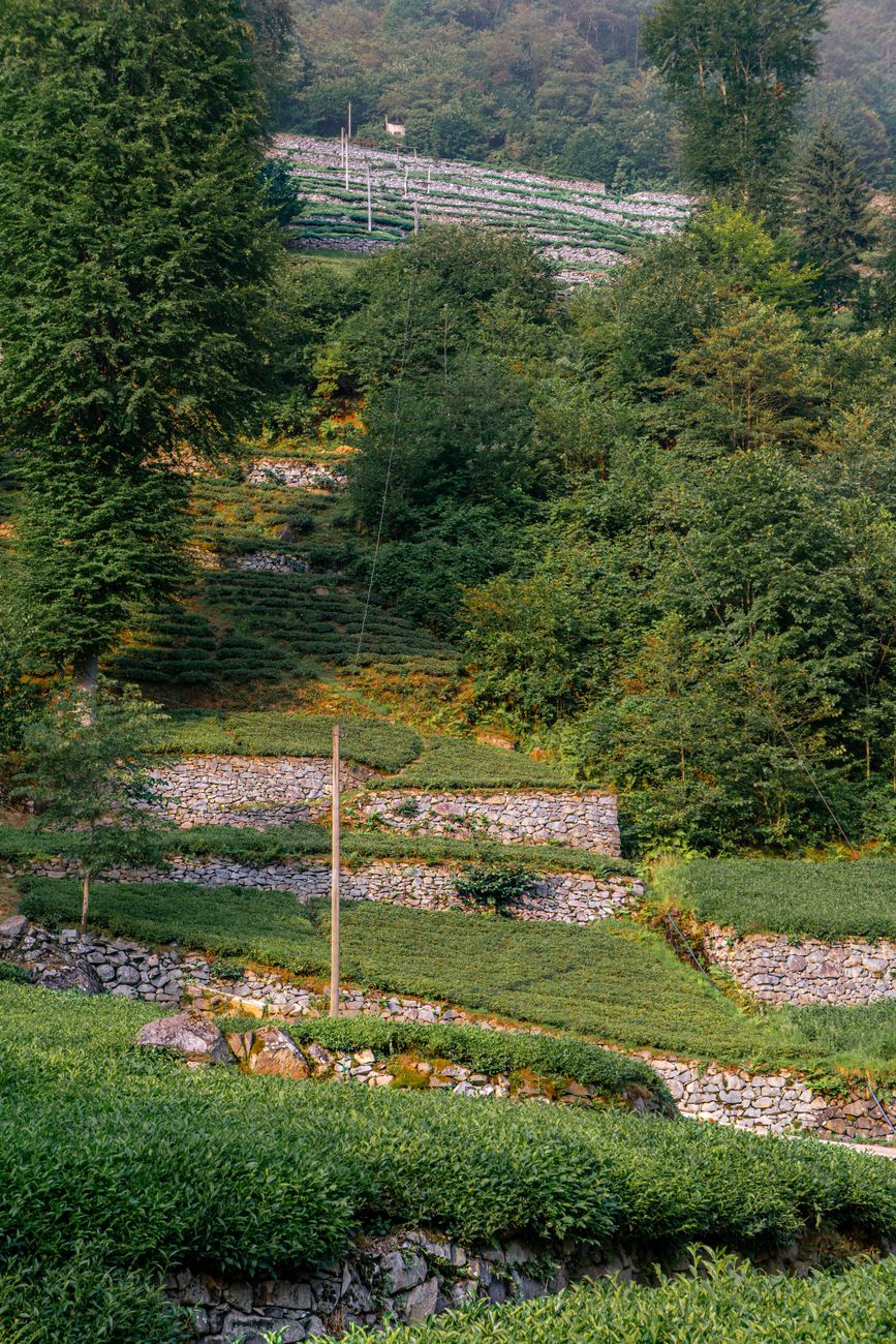 Designing and Planting a Steeply Sloped Garden: Techniques to Prevent Erosion, Secure Plants, and Create Accessible, Beautiful Terraces
