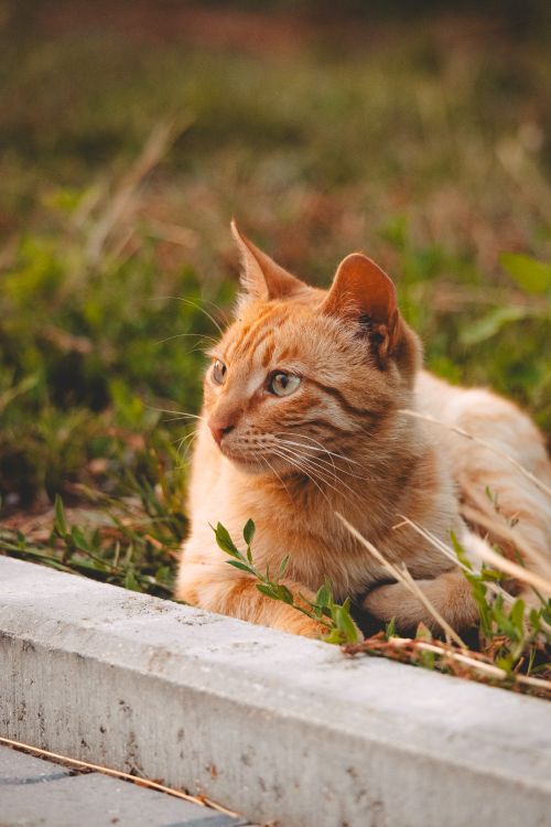 Free Charming ginger cat lounging on grass, enjoying a sunny day outdoors. Stock Photo