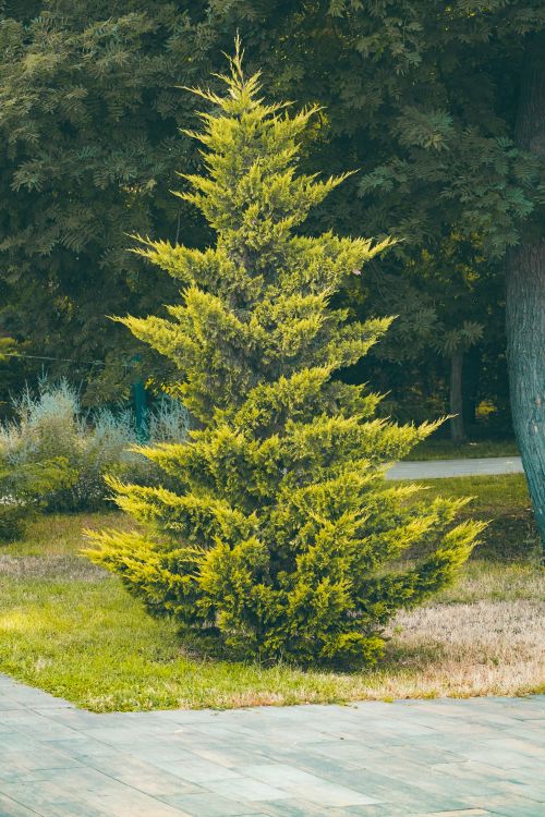 Free Vibrant evergreen tree in a sunlit park creating a tranquil natural scene. Stock Photo