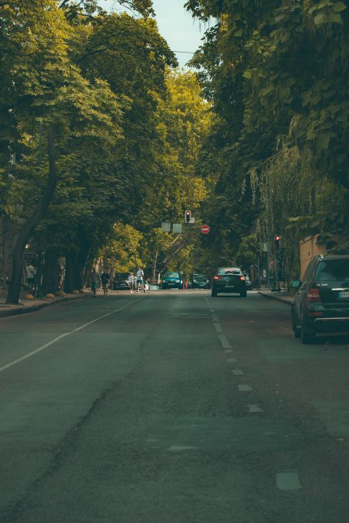Free Quiet city street with green trees and cars on a summer day. Stock Photo