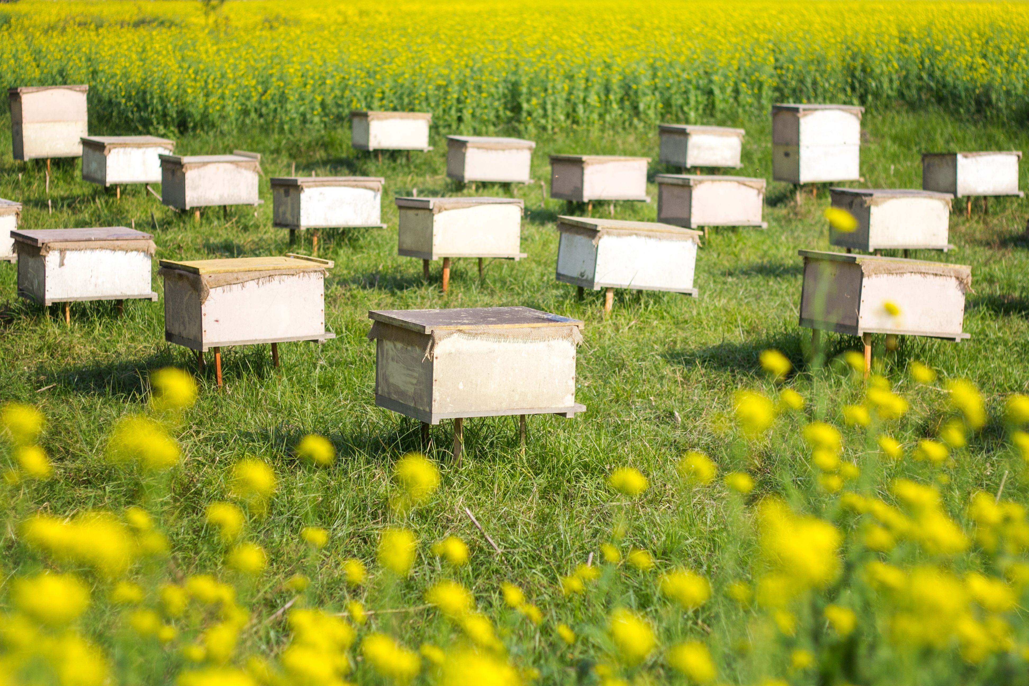 Beehives on Sunny Meadow with Yellow Flowers · Free Stock Photo