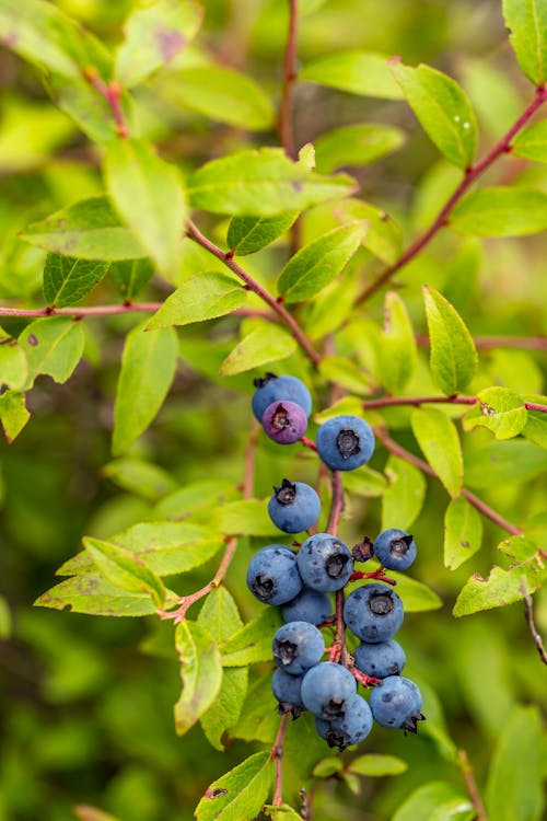 Free Vibrant wild blueberries growing among green leaves in Taschereau, Québec, Canada. Stock Photo