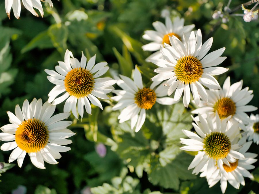 Imagen de Jardines comestibles perennes: plantas que retornan cada primavera