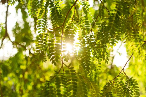 Free Sunlight filtering through vibrant green leaves in a lush summer forest. Perfect for nature and environmental themes. Stock Photo