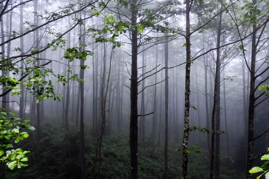 Fog envelops a dense forest in Rize, Türkiye, creating a mysterious, serene atmosphere.
