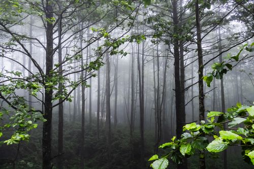 Free Enchanting foggy forest view in the lush greenery of Rize, Türkiye. Stock Photo