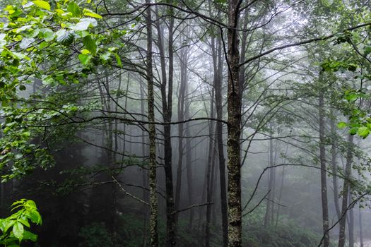Atmospheric view of a foggy forest in Rize, Türkiye, showcasing lush greenery and dense mist.