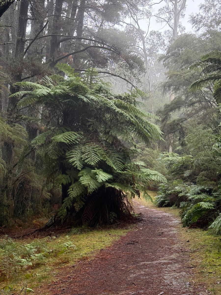 The Dandenongs, without the tourist train