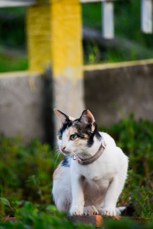 Free stock photo of active pet, adorable cat, adorable pet Stock Photo