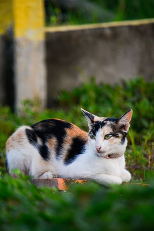 Free stock photo of active pet, adorable cat, adorable pet Stock Photo