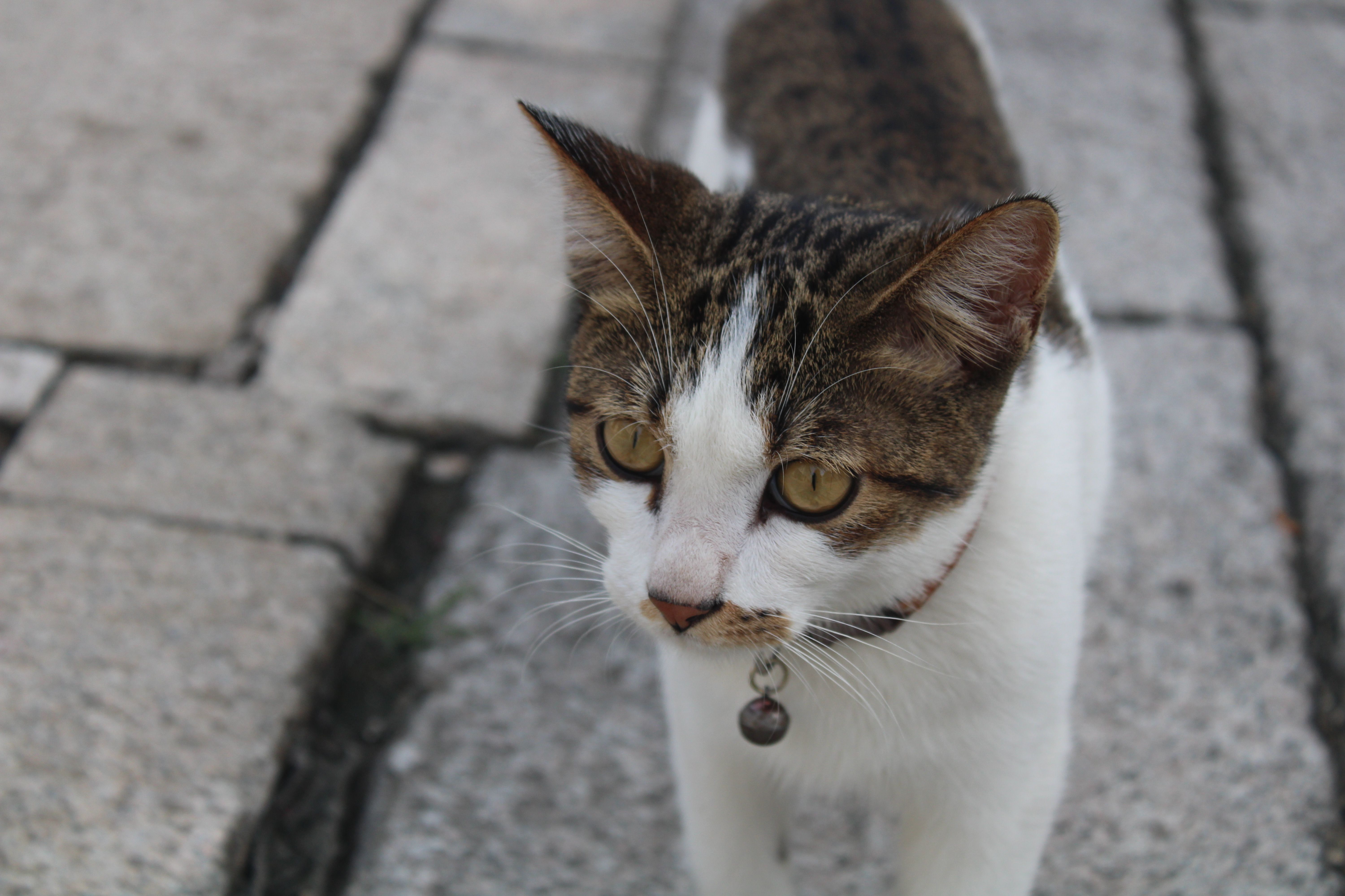 Portrait of a cat at a veterinary clinic