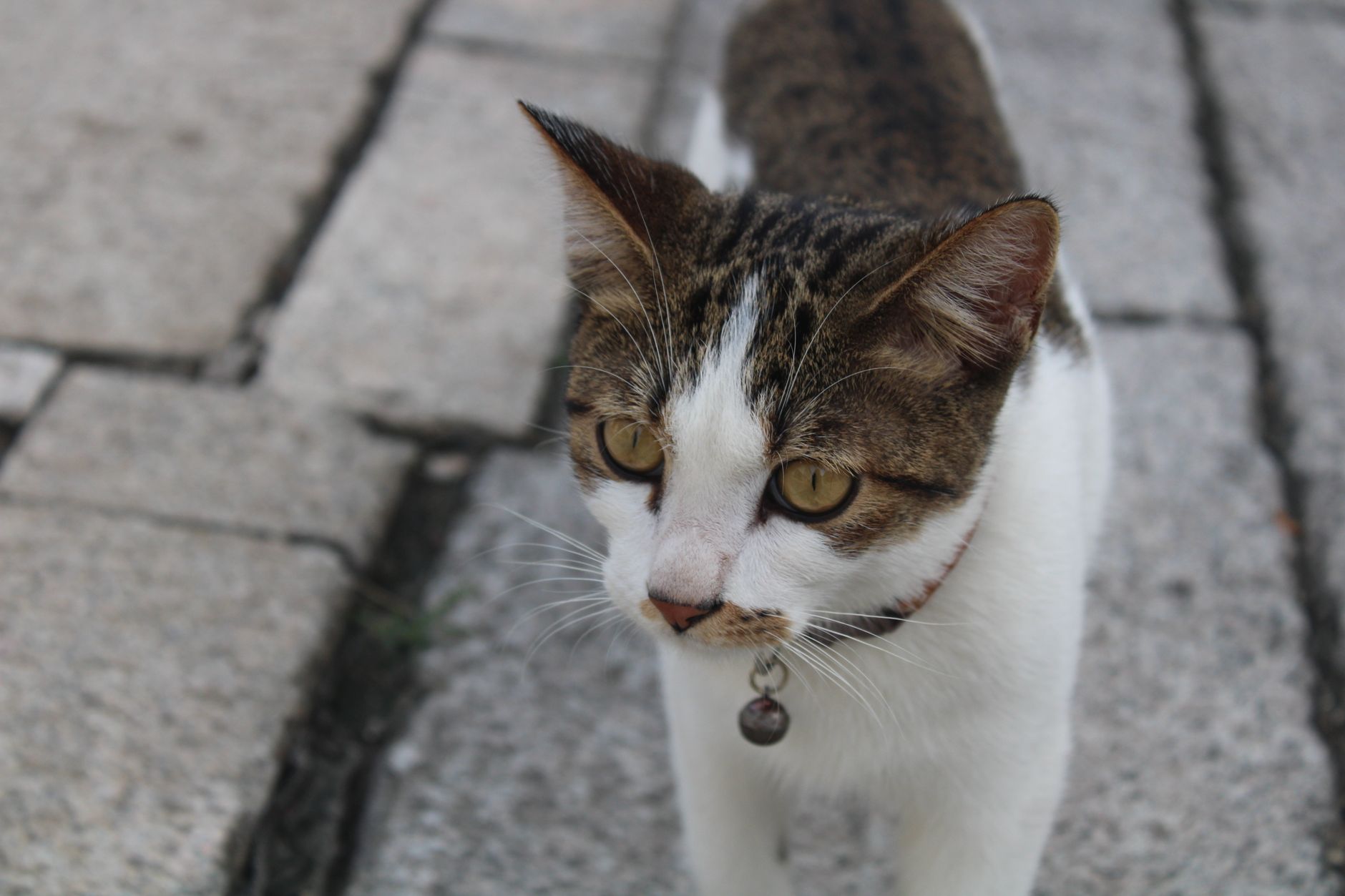Portrait of a cat at a veterinary clinic
