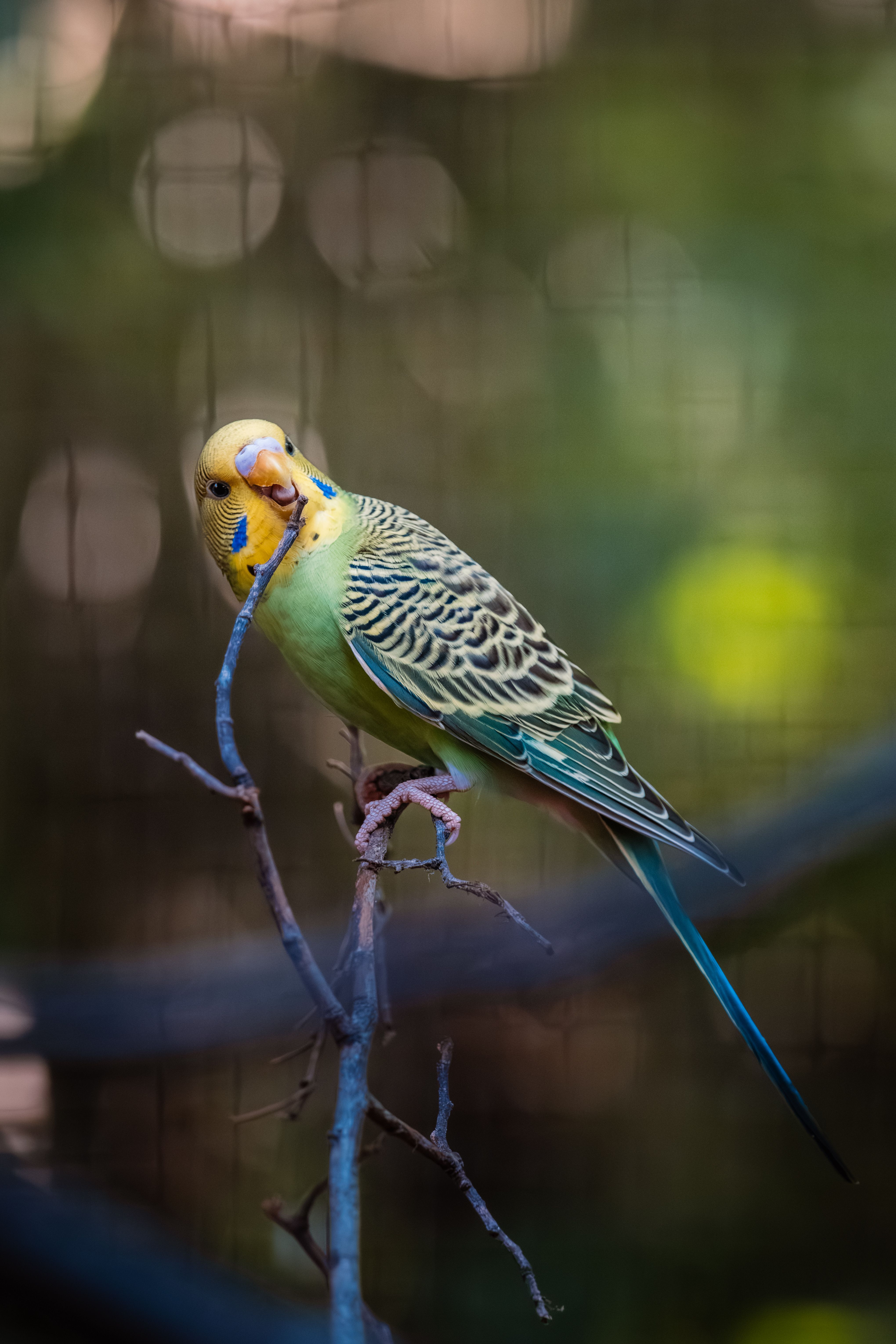 Colorful Parakeet Perched on a Branch · Free Stock Photo