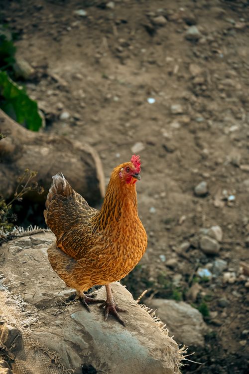 Free Brown hen standing on rocky ground in Darjeeling, India. Rural outdoor setting showcasing free-range poultry. Stock Photo