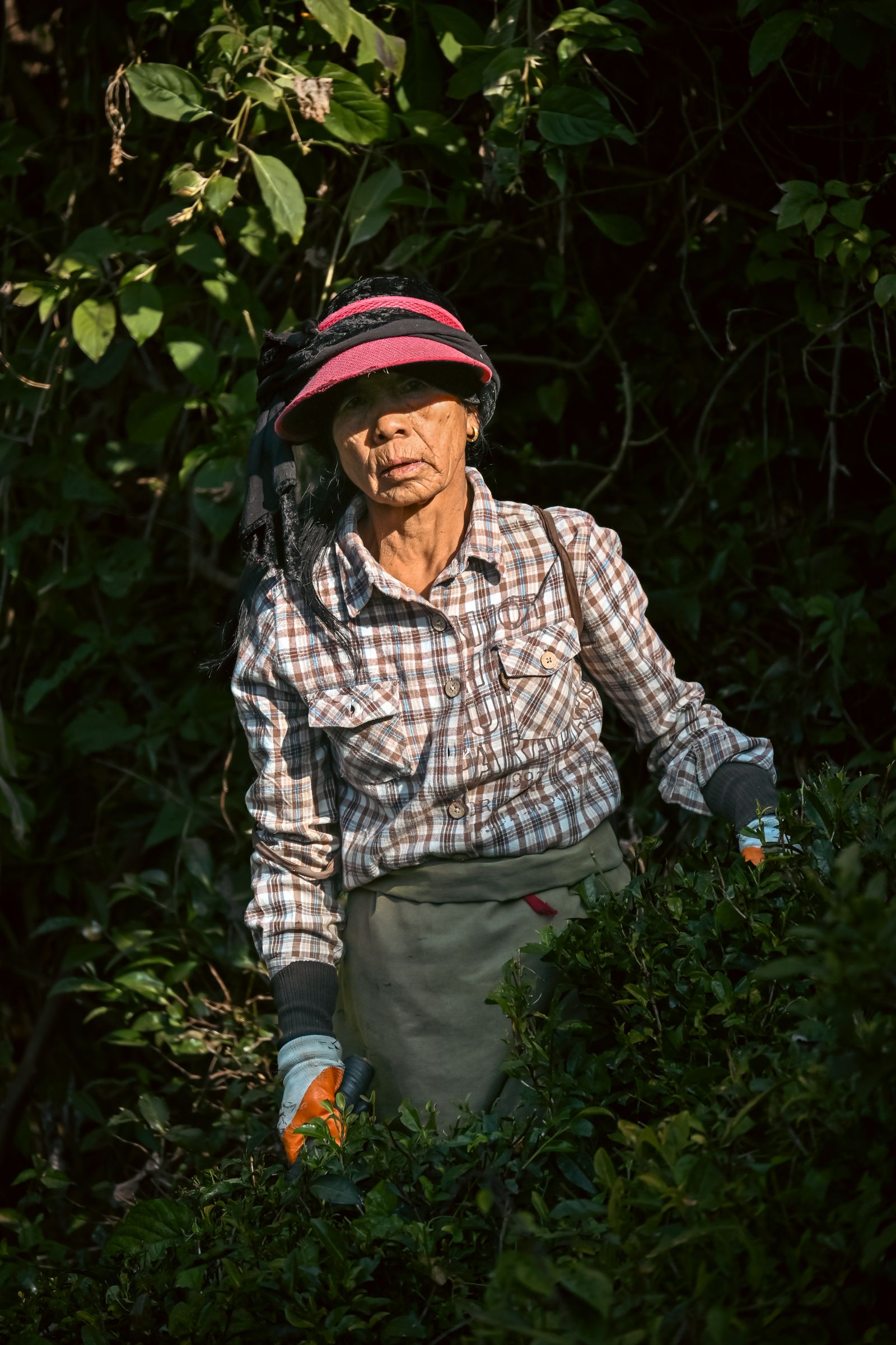 An older tea plucker in a sun visor and gloves picking leaf among dark green bushes in a Darjeeling garden