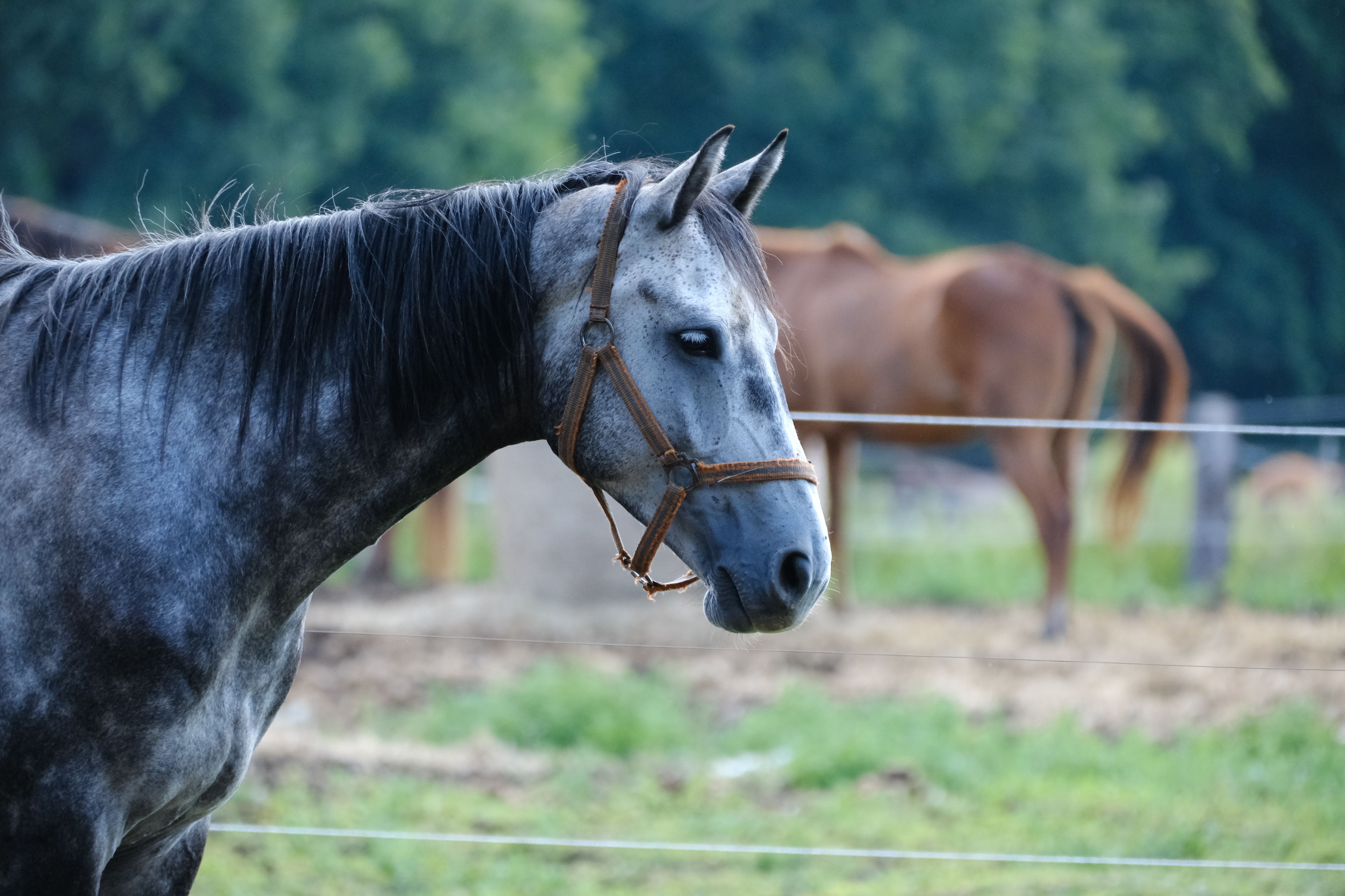 Portrait of a horse at a veterinary clinic