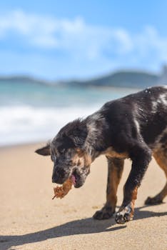 Beachlife of a local boy and his puppy 